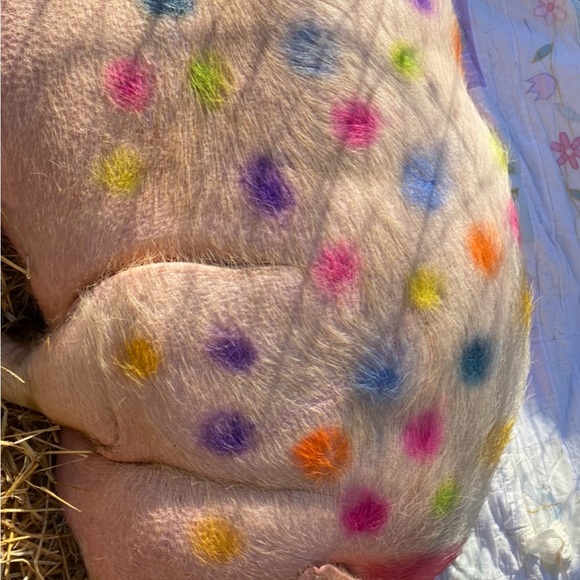 Meet your Posher, Dana & Jack - Picture 7 of 14